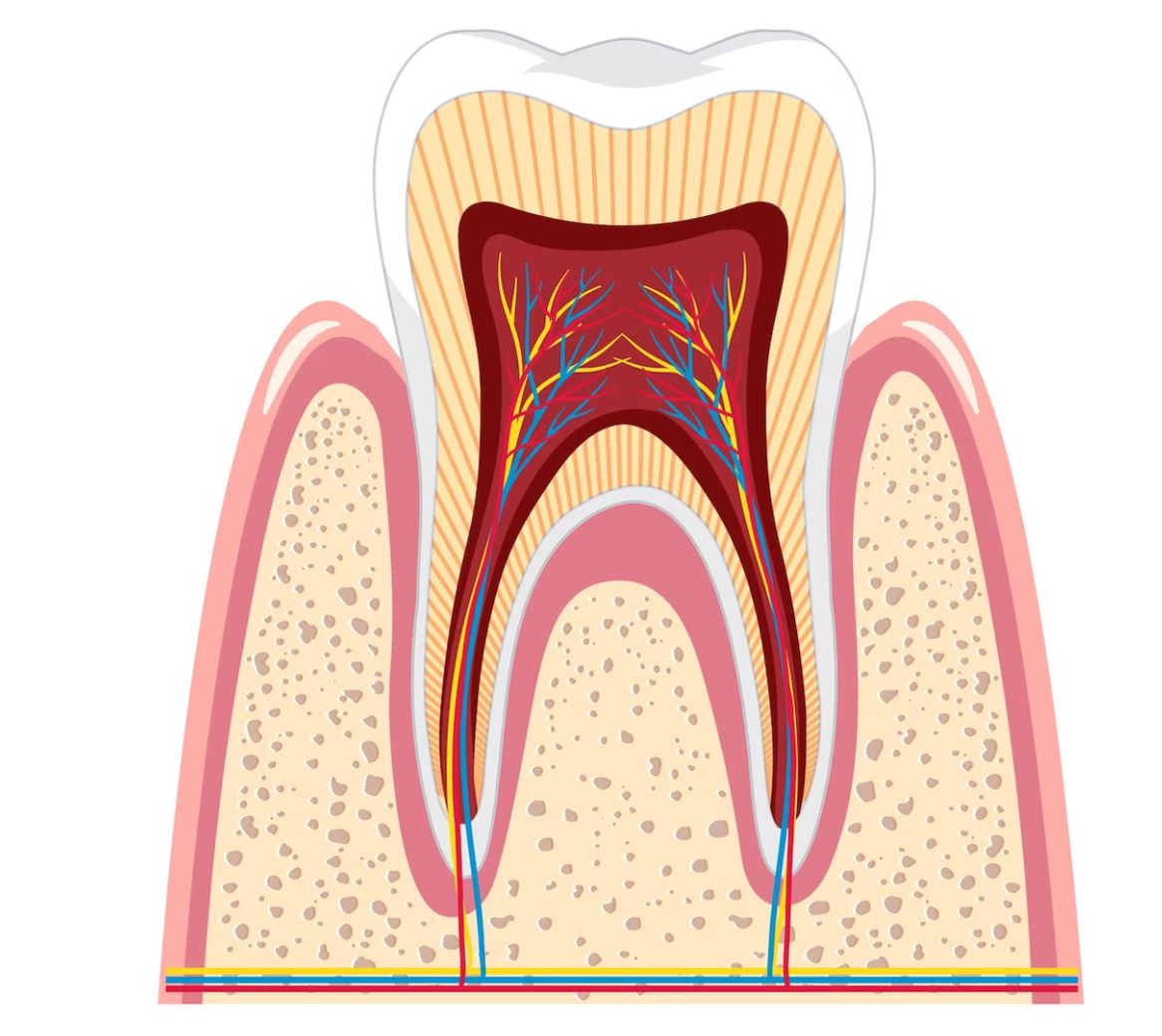 Root Canal Treatments Teo Dental Clinic
